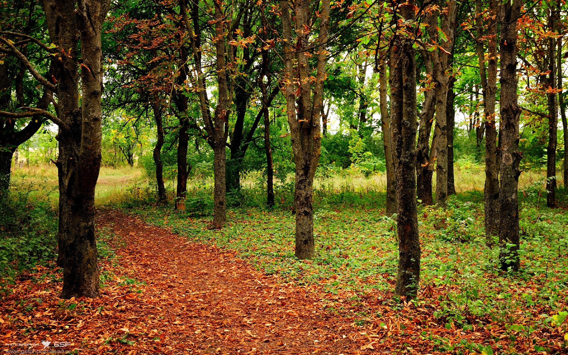 高尔领衔袋鼠队进攻，突破成为球队新亮点，袋鼠冠军